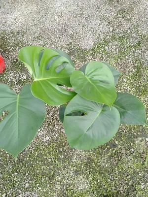 龟背竹 别具匠心的礼品花卉选择