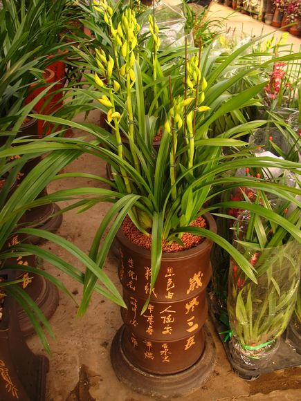 北京礼品兰花热销引领花卉市场新潮流