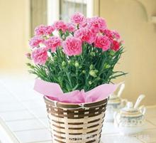 红玫瑰与康乃馨 礼品花卉的经典之选与销售指南