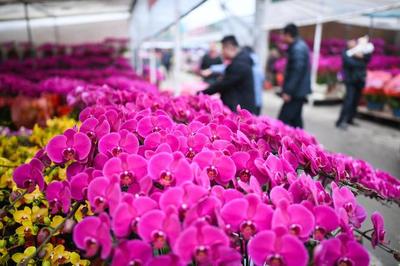 绽放世界之巅 我国成为世界最大花卉生产国，礼品花卉销售迎来新机遇