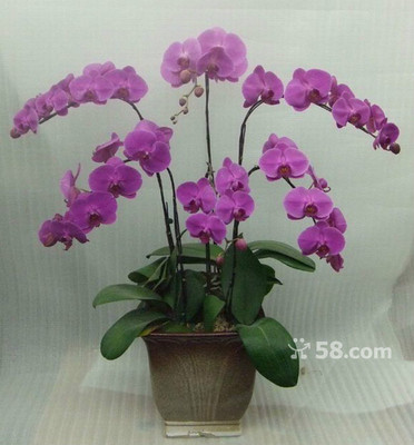 青岛礼花传情，品质服务随心——58网邻通专业礼品花卉销售解决方案