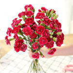 惊喜绽放 18支多头康乃馨，29.9元传递温馨祝福